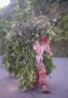 Inde Npal 8