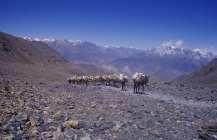 Inde Npal 20