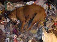Chien qui dort
